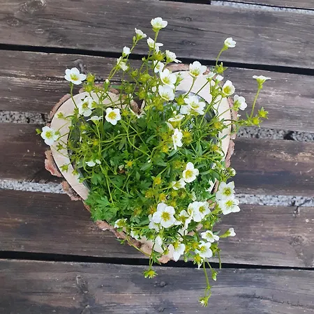 度假居 Traditional At Balaton Vászoly